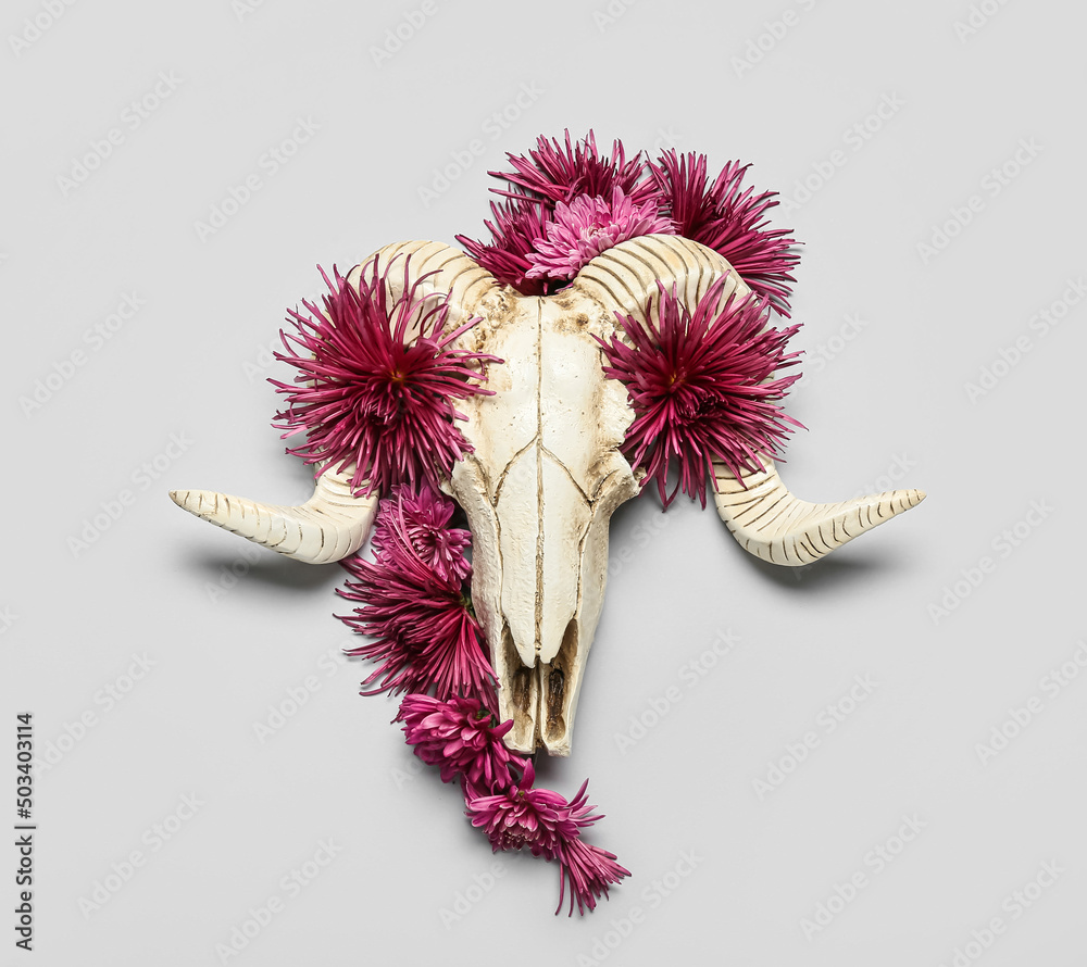 Skull of sheep and flowers on grey background