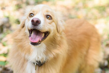 Portrait Of Happy Cur Dog