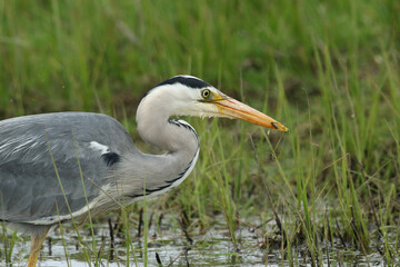 Poster - A Grey Heron, Ardea cinerea, hunting along the edge of a stream. It has just caught a small fish and is about to eat it.	