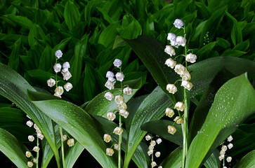 Wall Mural - Garden lilies of the valley with dew drops on the background of a lily of the valley plantation.