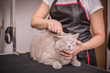 Grooming, Caring For A Cat, Care