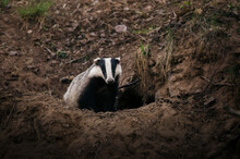 Wild Badger Sitting Next To His Cave In The Forest.