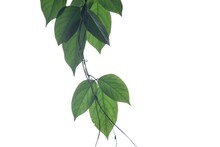 I Selective Focus Tropical Plant With Leaves Twigs On White Isolated Background For Green Foliage Backdrop