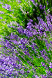 Fototapeta Lawenda - purple lavender flowers
