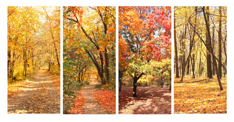 Sticker - Calm fall season. Set of vertical banners with beautiful landscape and road in autumn forest