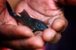 small pleco fish baby in hand of a fish farmer