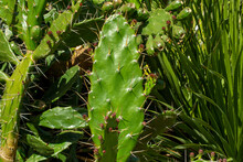 Prickly Pear (opuntia) Leaf With Fruit And Flower Buds