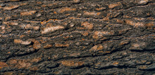 Pine Tree Bark Close Up Natural Texture. Wood Forest Surface Background. High Quality.