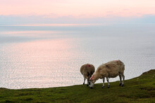 View Of The Atlantic Coast With Sheep In Ireland