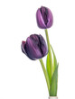Dark purple, black tulips isolated on white background.