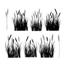 Cattail. Swamp Grass. Black Silhouette