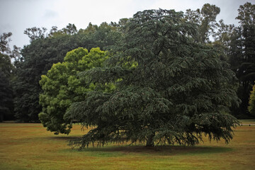 Sticker - Trees in the park under the rain