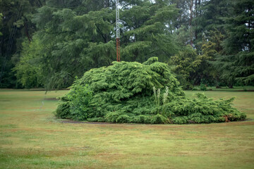 Wall Mural - Trees in the park under the rain