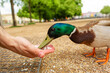A man feeds a duck from his hands in a city park. The funny duck cheers up