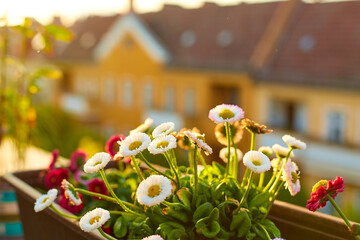 Wall Mural - Front garden on the veranda. Flowers in pots with a city on the background