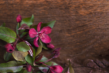 Wall Mural - pink  flowers with copy space on wooden background, top view