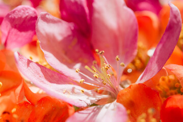 Canvas Print - beautiful flowers, floral concept background