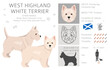 West Highland White Terrier clipart. Different poses, coat colors set