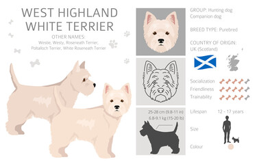 Wall Mural - West Highland White Terrier clipart. Different poses, coat colors set