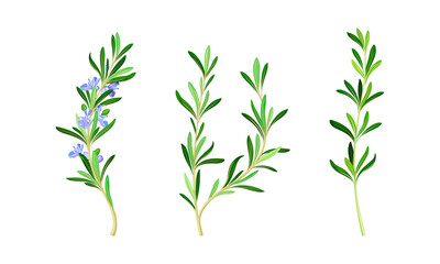 Wall Mural - Rosemary flowering plants set. Fragrant spice herb vector illustration