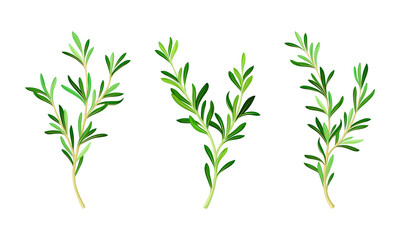 Wall Mural - Rosemary plant twigs set. Fragrant spice herb branches vector illustration