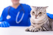 © Tom Wang - Veterinarian examining cute cat  in clinic