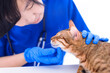 © Tom Wang - Female vet is scratching and stroking furry pet with hand