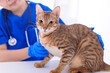 © Tom Wang - Veterinarian examining cute cat  in clinic