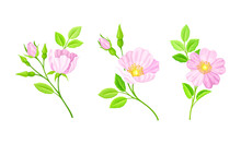 Rose Hip Pink Flowers, Buds And Green Leaves Set Vector Illustration