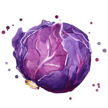 Fresh Red Cabbage Watercolor Painting Hand Painted