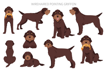 Wall Mural - Wirehaired Pointing Griffon clipart. Different poses, coat colors set