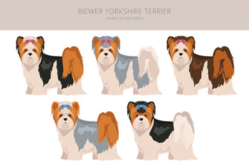 Wall Mural - Biewer Yorkshire Terrier clipart. Different poses, coat colors set