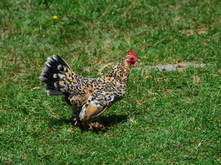 Domestic hen walking on the grass in the yard in front of the house