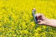 Hands of an agronomist using a mobile phone to take a snapshot of oilseed rape flowers. Yield estimation of Canola (rapeseed) crop in late spring.