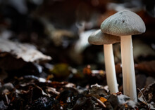Closeup Shot Of Tall Fungus Growing On A Forest Floor