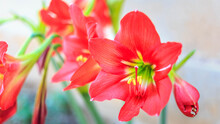Beautiful Hippeastrum Johnsonii  Flower Or Red Flower