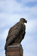 Vertical closeup shot of an eagle sculpture