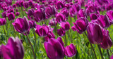 Fototapeta  - Vibrant Purple tulips in the park for your abstract floral background. Spring landscape with tulip flowers of Velvet Violet tints, selective focus on flower buds and petals.
