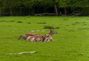 Poster - Deers resting on a lush green meadow