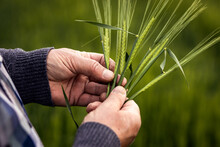 Close Up Of Senior Farmers Hands Examining Crop Barley In Field.