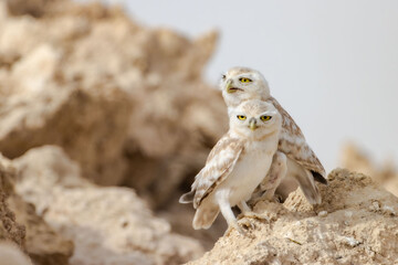 Sticker - Closeup of two adorable brown small owls perching on the rock