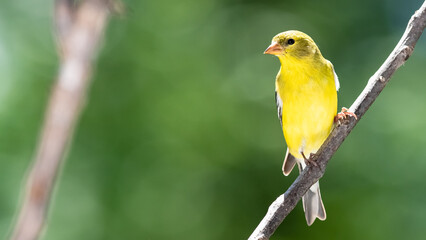 Poster - American Goldfinch Resting on a Tree Branch