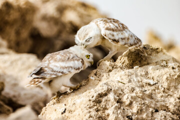 Sticker - Closeup of two adorable brown small owls perching on the rock