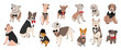 Set of cute dogs vector. Lovely dog and puppy doodle pattern in different poses, formal, tuxedo suits and breeds with flat color. Adorable pet characters hand drawn collection on white background.