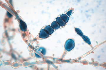 Poster - Microscopic fungi Microsporum audouinii, 3D illustration