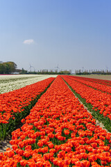 Wall Mural - Colorful tulip flower fields in Keukenhof, Lisse at dusk in Netherlands