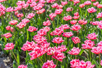 Wall Mural - Colorful tulip flower fields in Keukenhof, Lisse at dusk in Netherlands