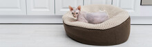 Hairless Sphynx Cat Lying On Ottoman At Home, Banner.