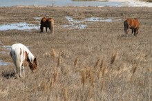 Closeup Shot Of Three Wild Ponies Grazing The Marsh Grass On Assateague Island