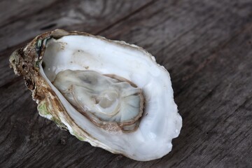 Wall Mural - Fresh oyster and shell seafood on wood background